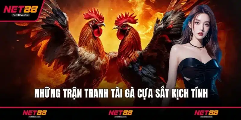 Những trận tranh tài gà cựa sắt kịch tính